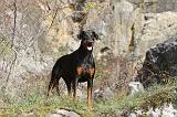 DOBERMANN 413